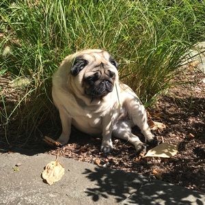 Meet your Posher, Casey